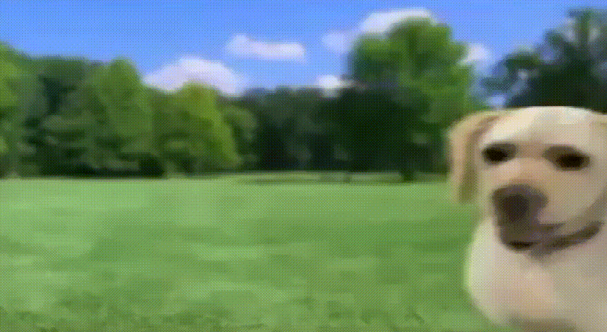 No Pull Dog Harness for Pets